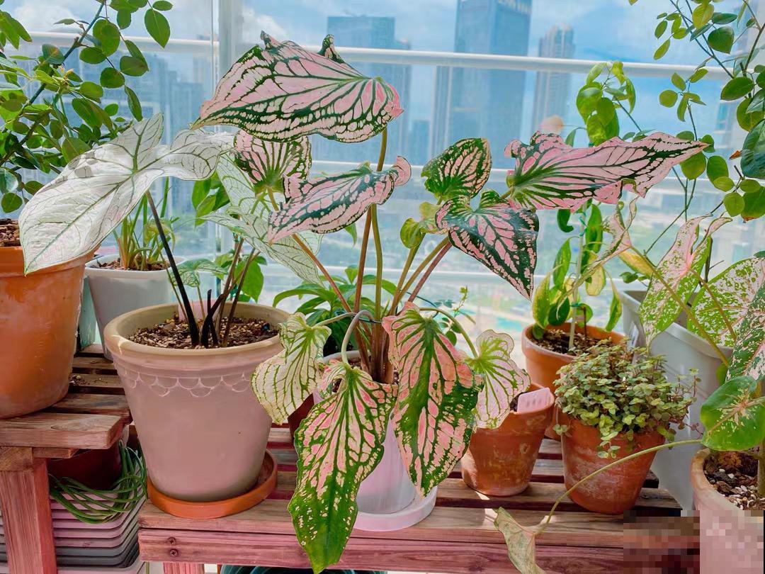 比绿萝还耐阴的花，叶子五彩斑斓，像打翻的调色板！