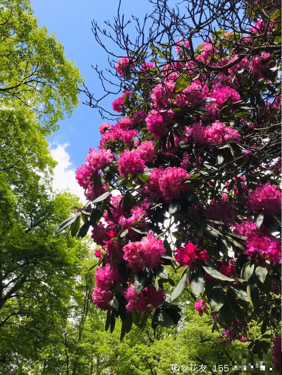 10种耐阴花，放在角落里，开花长成大树！