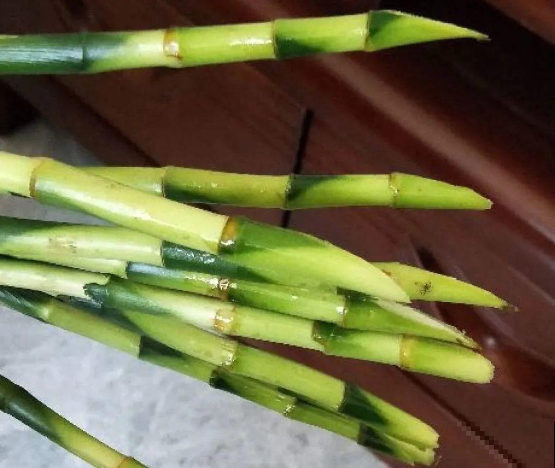 龟背竹长出长鞭子，连着茎一块砍下来，种土里就能活