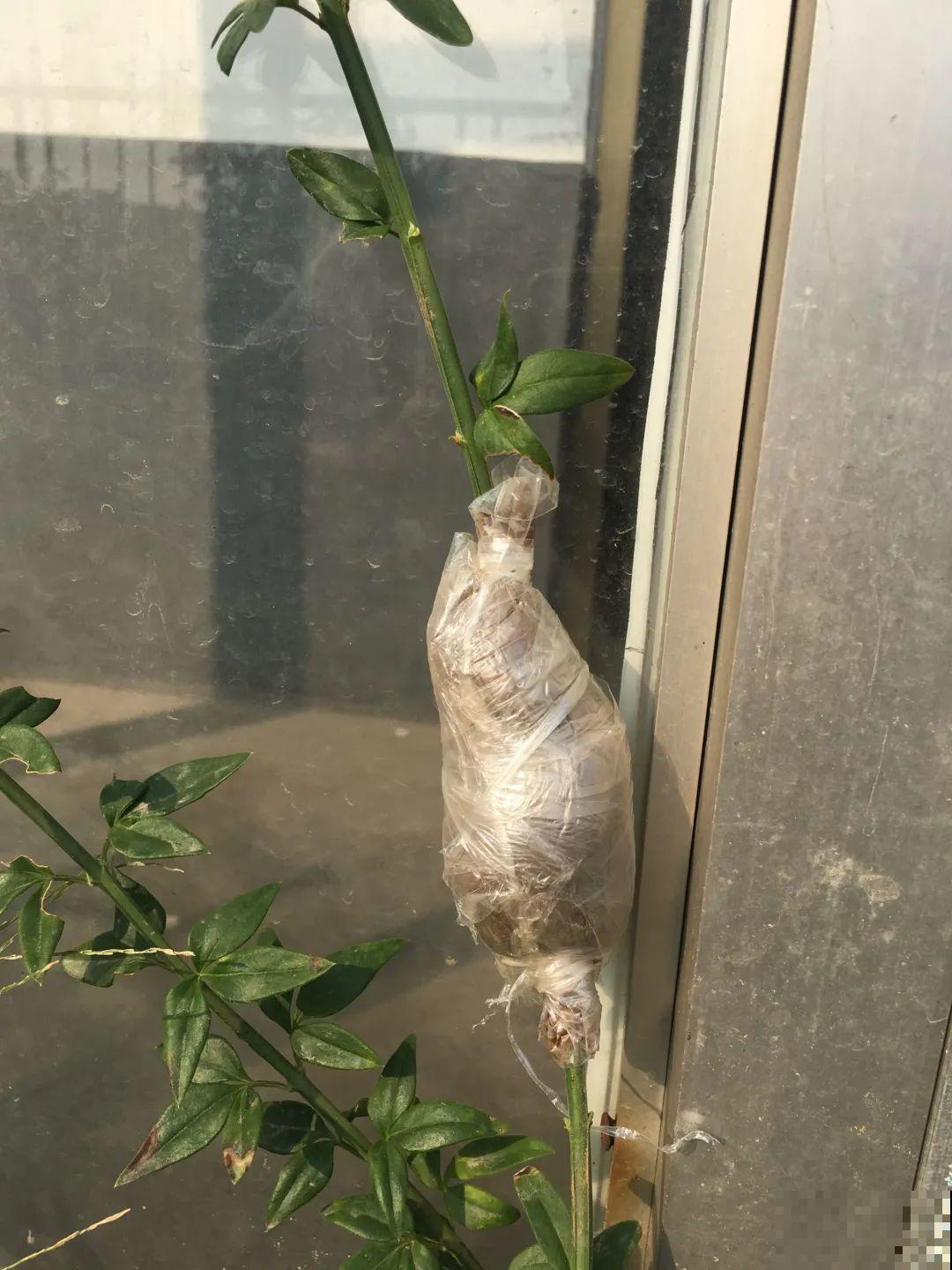 枝条不用扦插也能繁殖，环割一圈裹上土，塑料袋一包就能长根