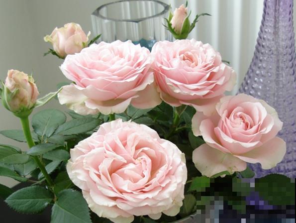 永远系列月季,个个都是经典品种,养一次就上瘾! 永远系列月季,个个都是经典品种,养一次就上瘾!