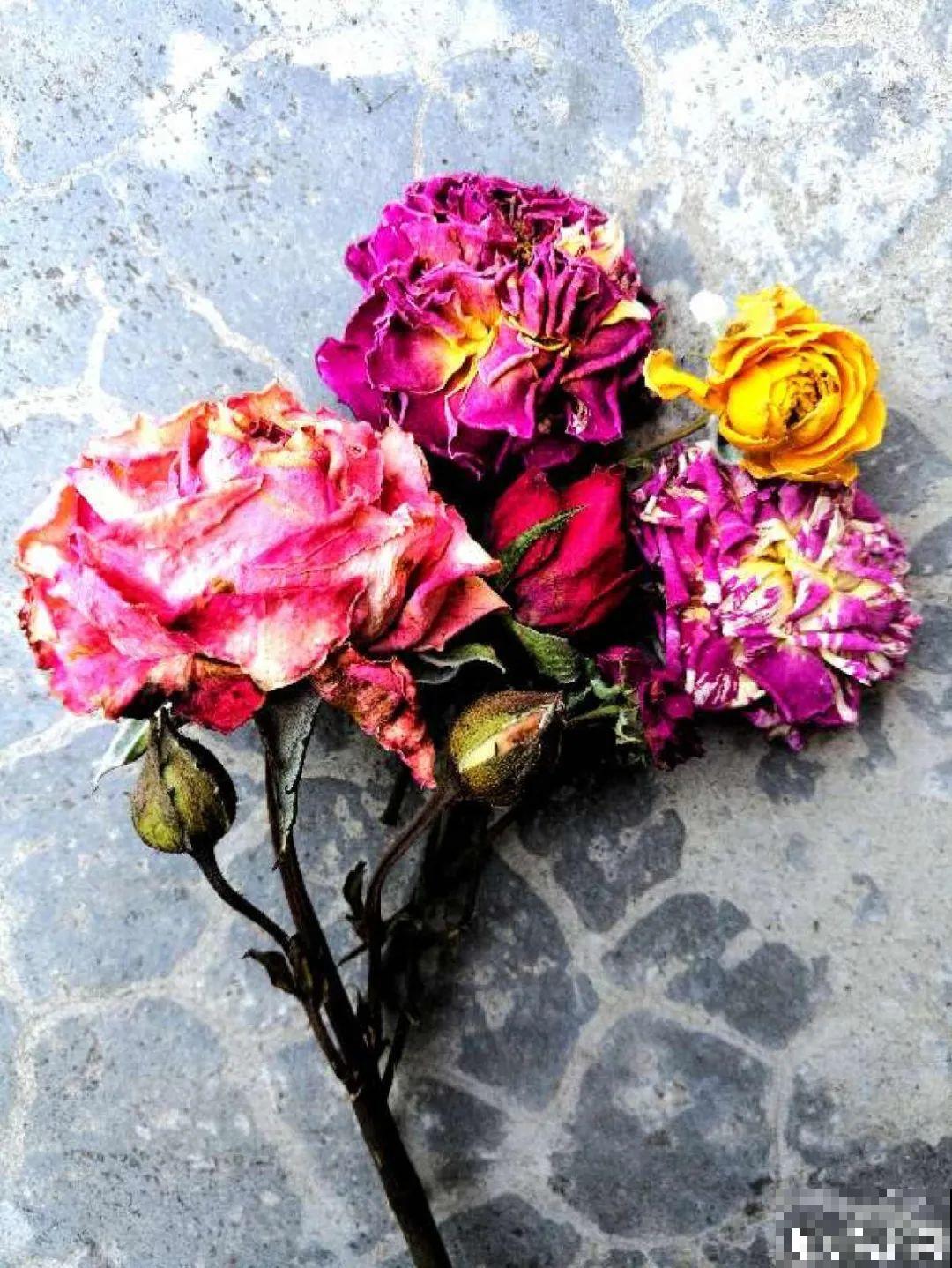 把花剪下来，倒挂几天风干，就能变成永生花！