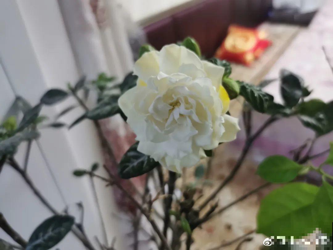 公认难养的花,养一盆死一盆,从来没有养活过! 公认难养的花,养一盆死一盆,从来没有养活过!