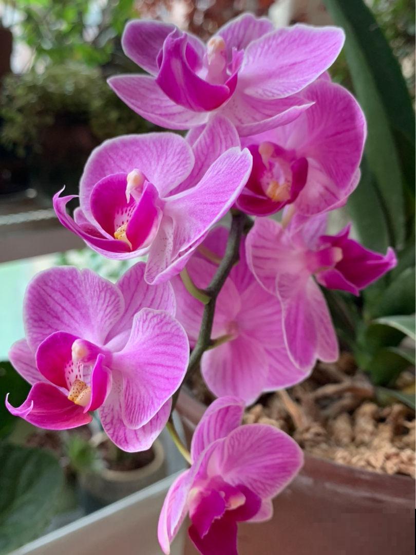 家里的过期药片别丢掉,碾成粉兑水一浇,杀菌效果超好 家里的过期药片别丢掉,碾成粉兑水一浇,杀菌效果超好