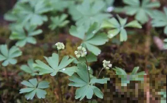 山上的雪莲,说摘就摘? 山上的雪莲,说摘就摘?