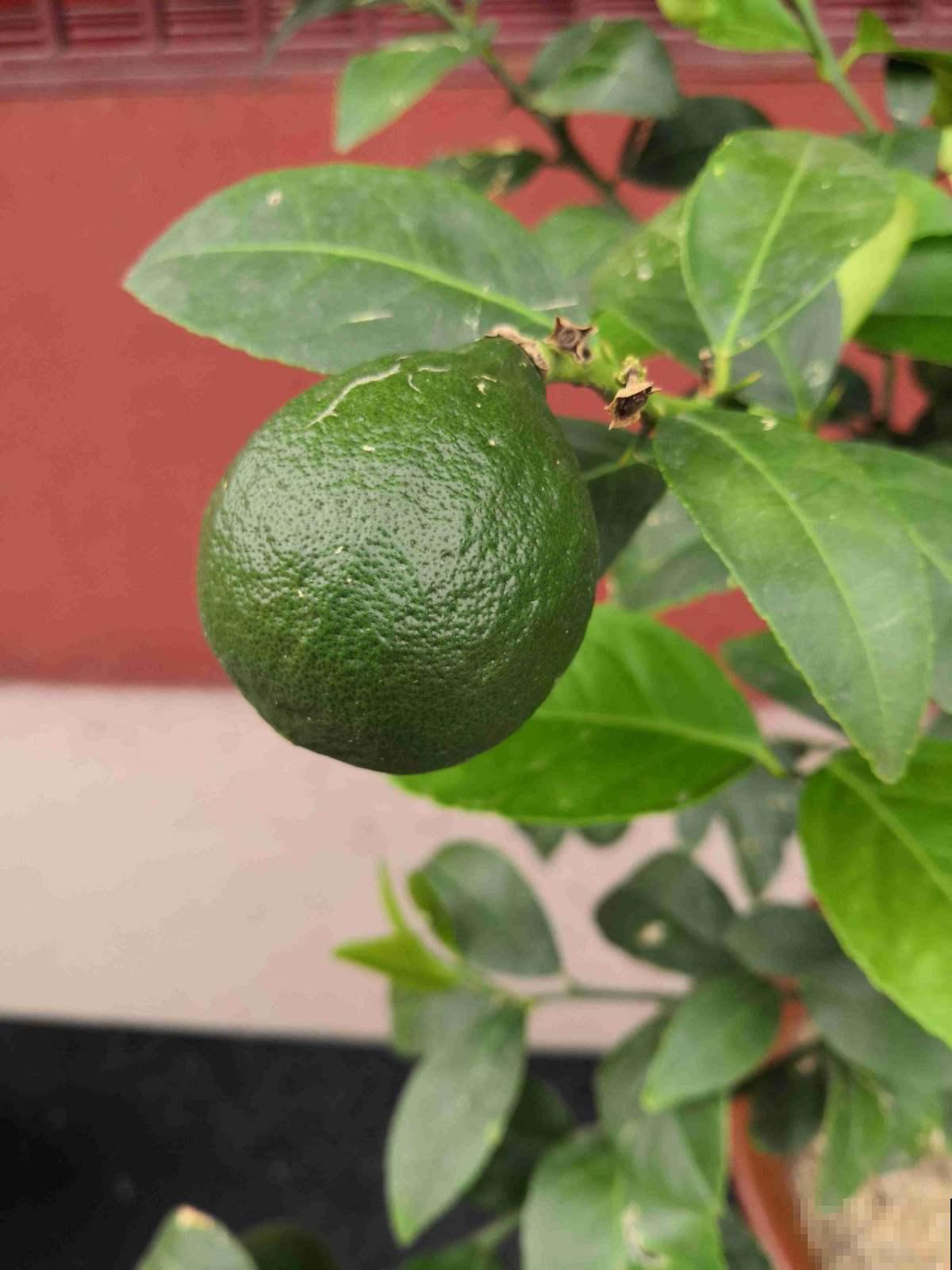 盆栽柠檬总发蔫儿？教你5招，叶子绿油油，果儿满枝头！