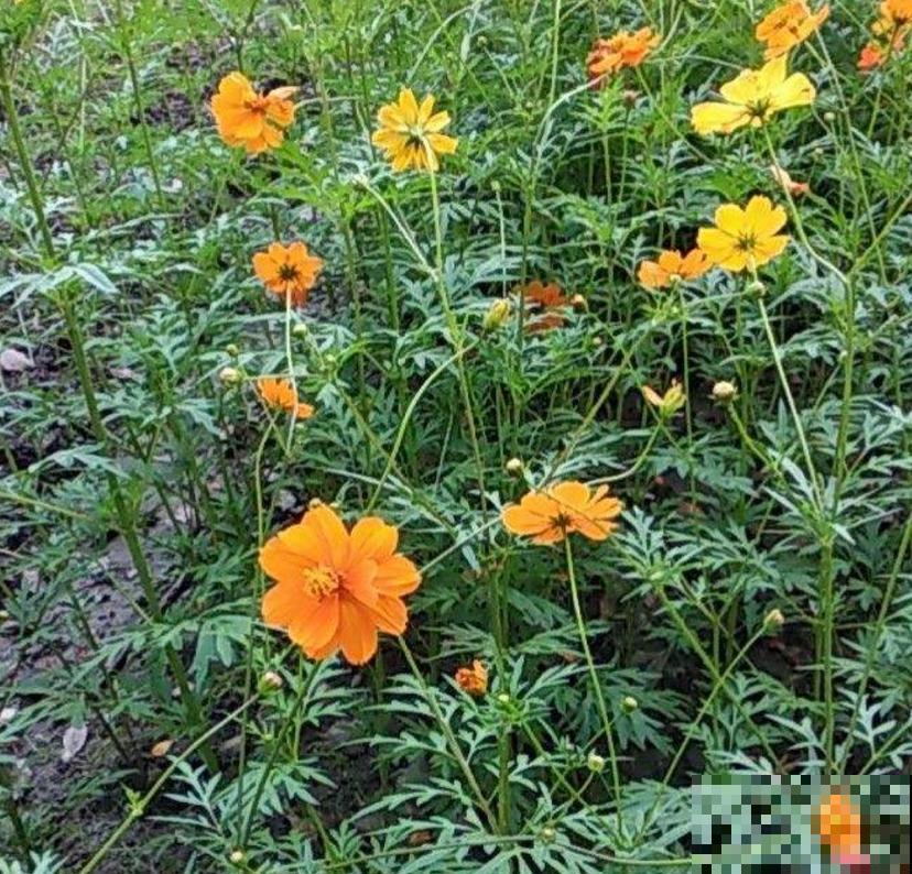 硫华菊金灿灿,阳台种几盆,每天活力满满! 硫华菊金灿灿,阳台种几盆,每天活力满满!