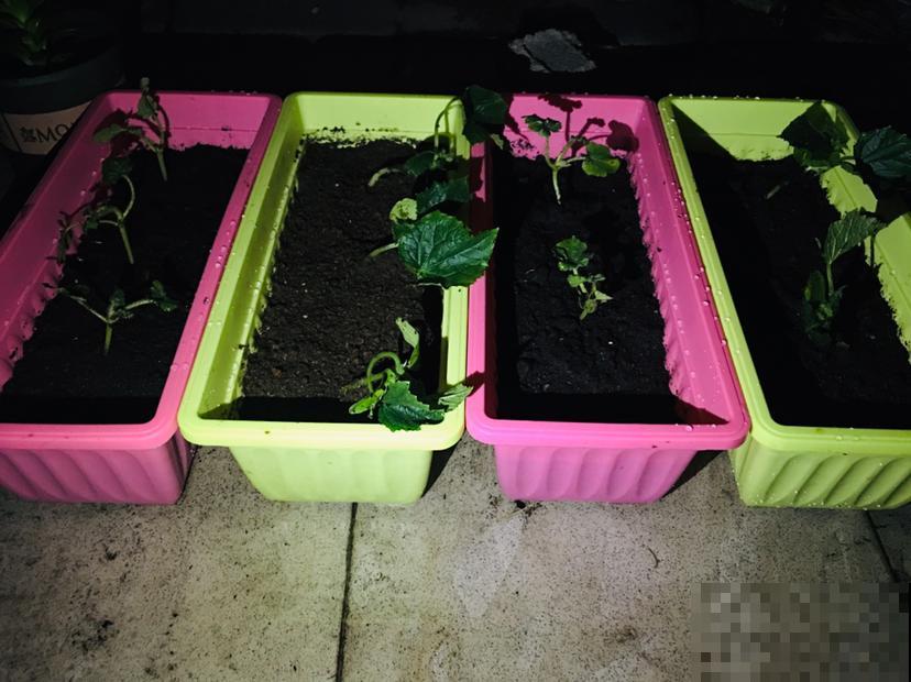 阳台种菜要规划好,才能看起来干净整洁,光用泡沫箱不行 阳台种菜要规划好,才能看起来干净整洁,光用泡沫箱不行