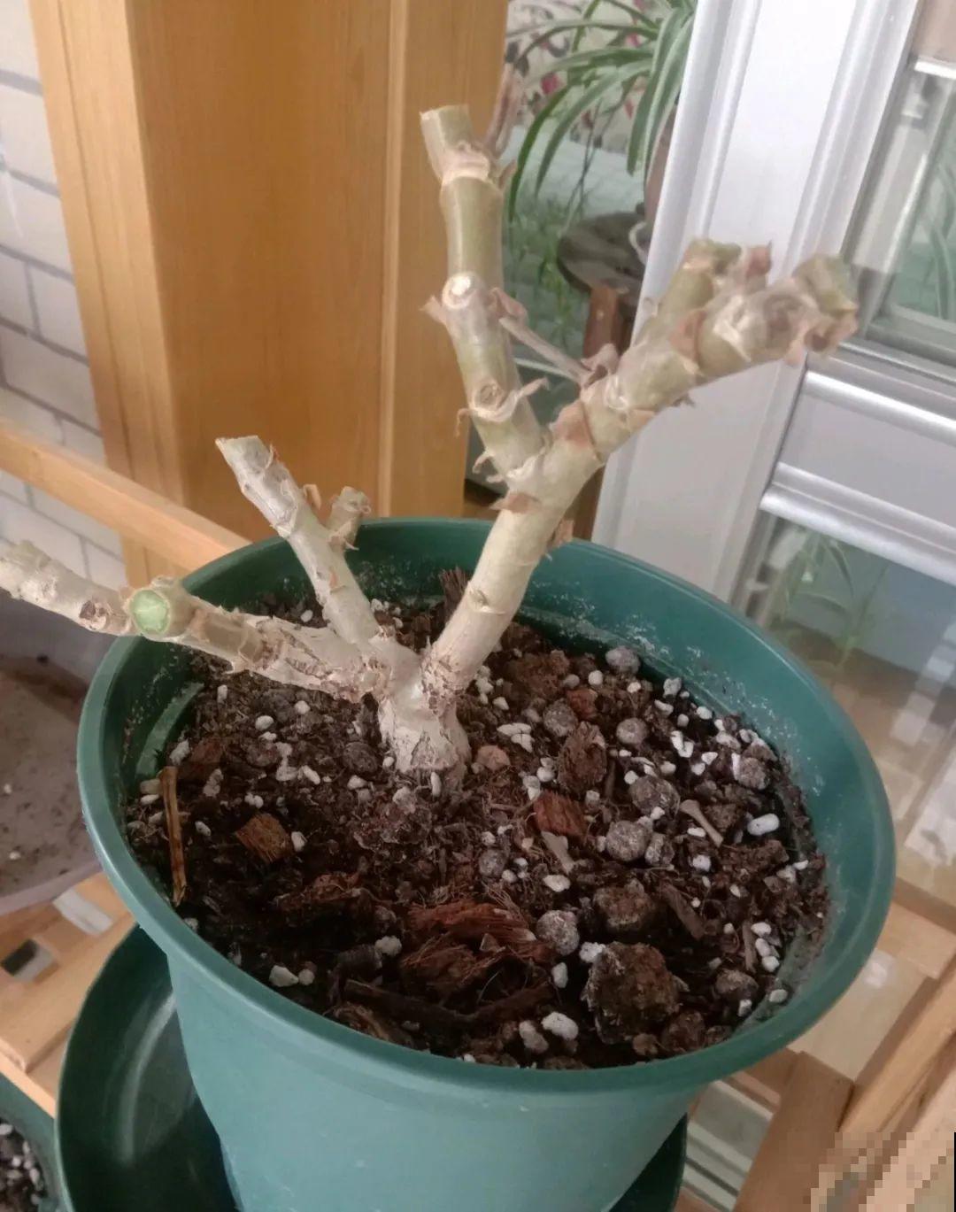 都说秋天不能剪，我却狠心剪秃头，对不对？