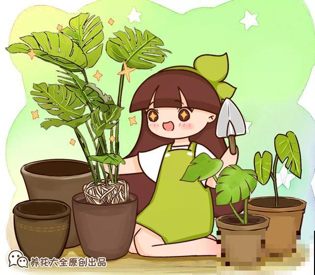 8种花换盆，换好了生一堆，换错立马死！