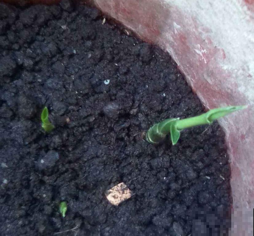 发芽的生姜不要扔,埋到花盆里,叶子绿油油! 发芽的生姜不要扔,埋到花盆里,叶子绿油油!