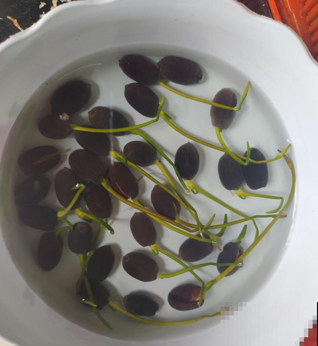 养这3种花,千万别买种子,十有八九是假的! 养这3种花,千万别买种子,十有八九是假的!