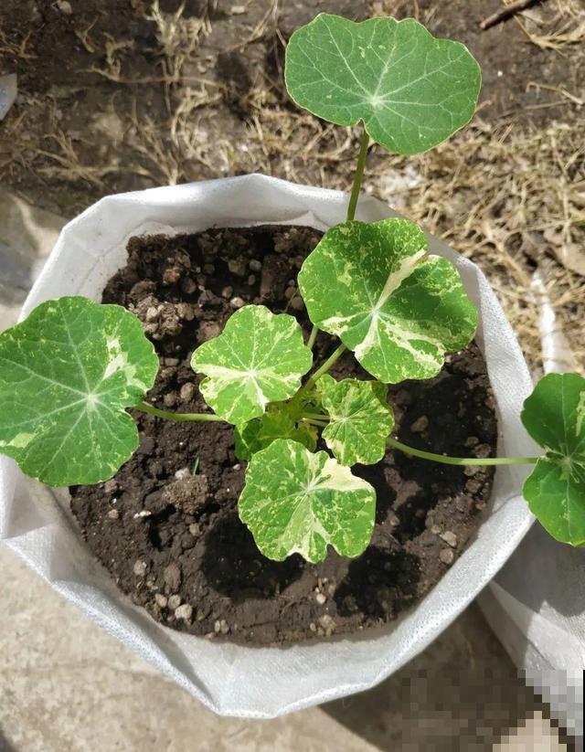 5种花，只能秋天播种，苗壮开花多！