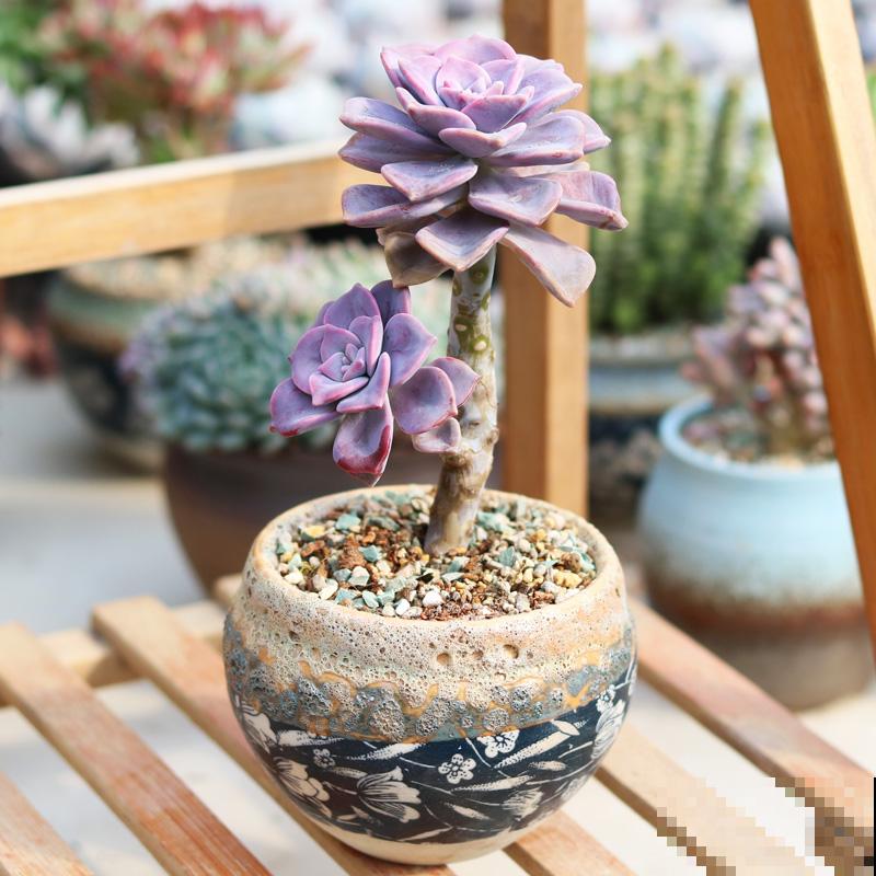 封闭小阳台，适合养这8种多肉，上色快、爆盆容易！