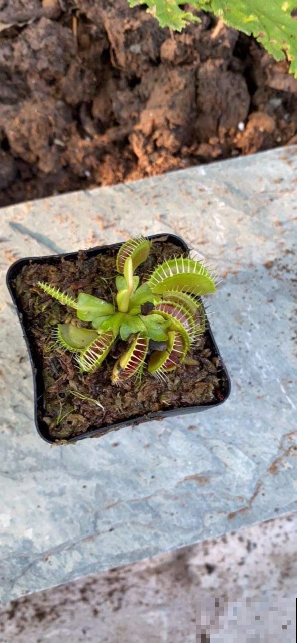 无肉不欢？这4种植物比你还爱吃肉，再加点酒长得更欢！