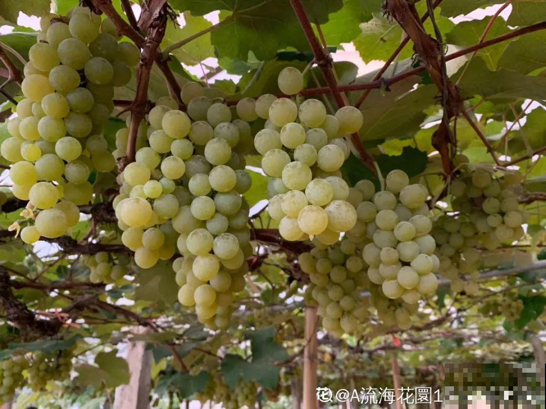 现在开始，这10种花不能剪，剪了开花难！