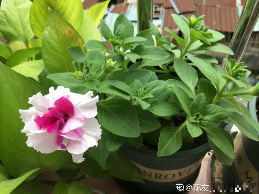 8种花,养小不养老,越老开花越少! 8种花,养小不养老,越老开花越少!