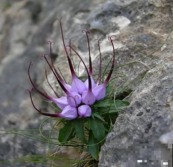 石缝间开出来的花,一点土都没有,生命力太强悍! 石缝间开出来的花,一点土都没有,生命力太强悍!
