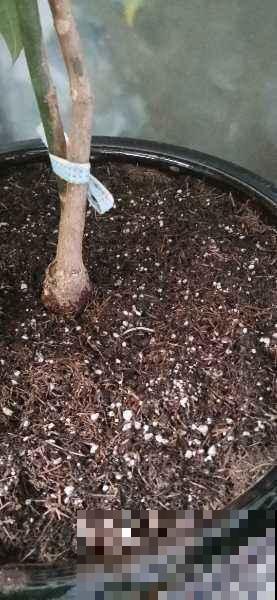 养花的旧土别乱用,3步改良,花卉旺得挤破盆! 养花的旧土别乱用,3步改良,花卉旺得挤破盆!