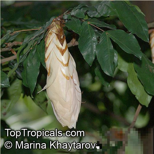 16种奇花异草,随便挑一个,你都没见过! 16种奇花异草,随便挑一个,你都没见过!