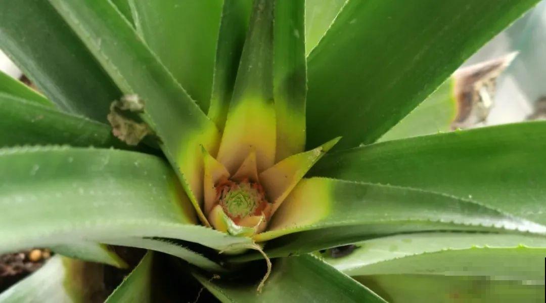 西红柿、玉米……埋土里，7天长成小森林，结出果子一大筐！