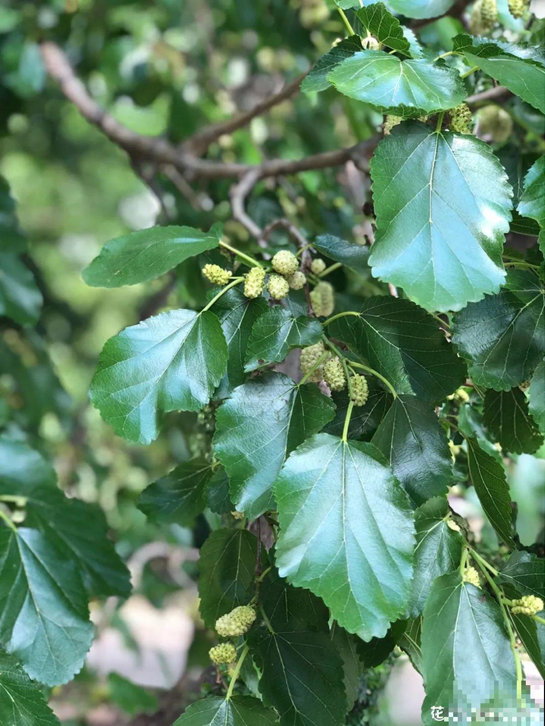 白色蜀葵竟被拦腰折断,说是因为颜色不吉利,真无语! 白色蜀葵竟被拦腰折断,说是因为颜色不吉利,真无语!
