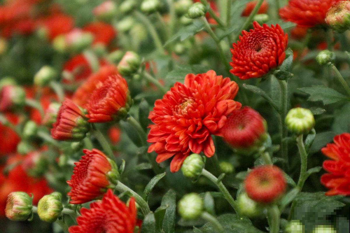 教你6招，买来的菊花能养好几年，超级简单好用！