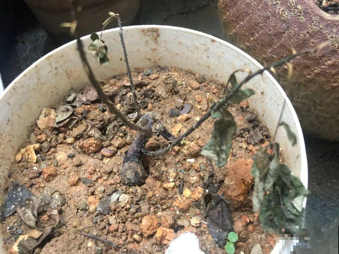 公认难养的花,养一盆死一盆,从来没有养活过! 公认难养的花,养一盆死一盆,从来没有养活过!