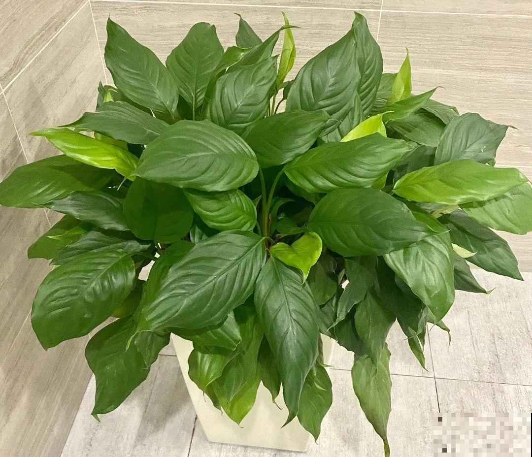 24种植物“净化器”,每个房间养一盆,太值了! 24种植物“净化器”,每个房间养一盆,太值了!