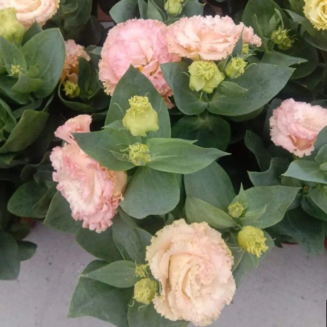 看图猜花名，100道题，测你的养花天分！