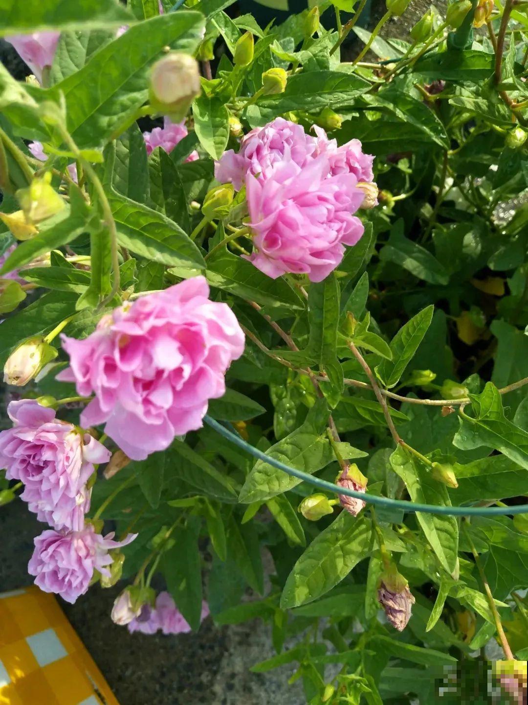 这花太好养,-40℃冻不死,1年能长6米! 这花太好养,-40℃冻不死,1年能长6米!