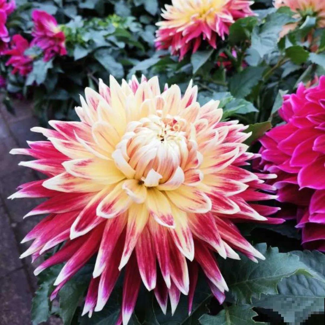 看图猜花名，100道题，测你的养花天分！