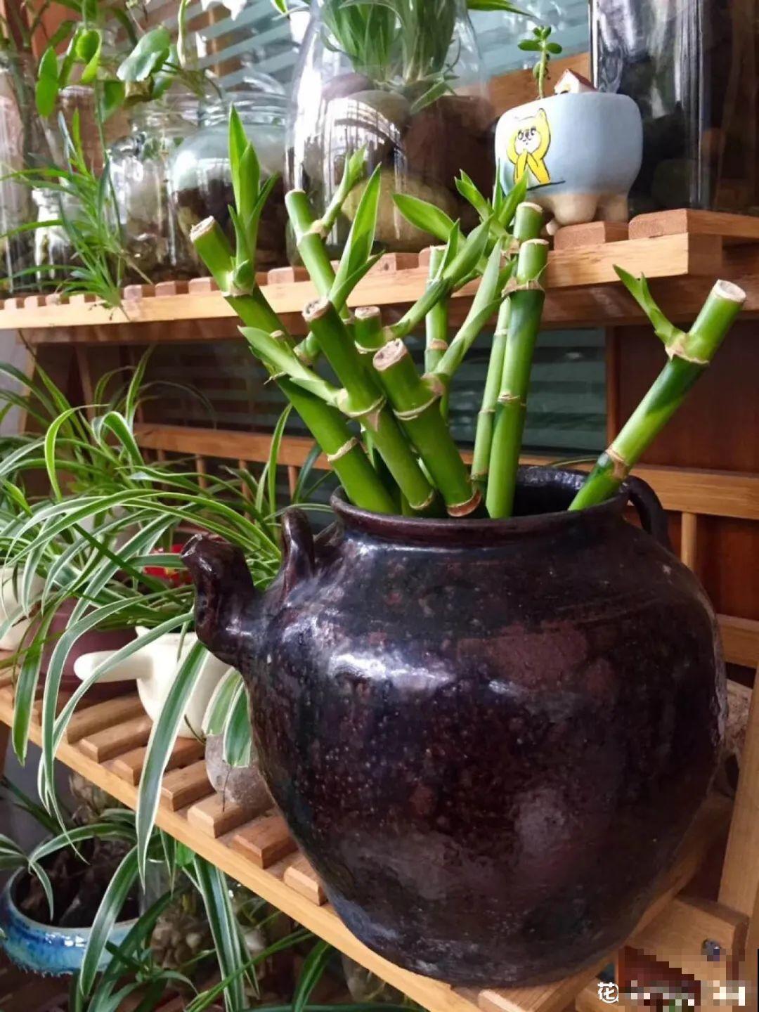 龟背竹长出长鞭子，连着茎一块砍下来，种土里就能活