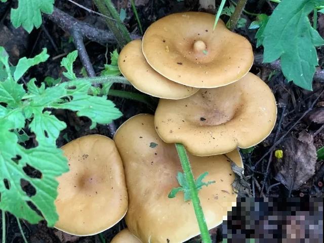 20种毒蘑菇，遇到千万别碰，贪吃必送医院！