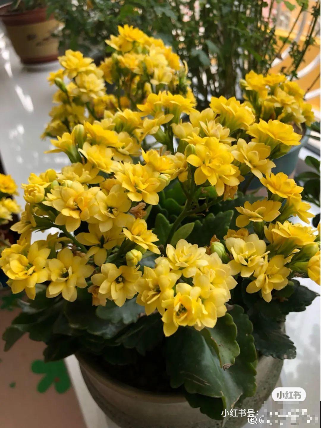 9月施肥季，这花赶紧贴秋膘，才能爆开花！