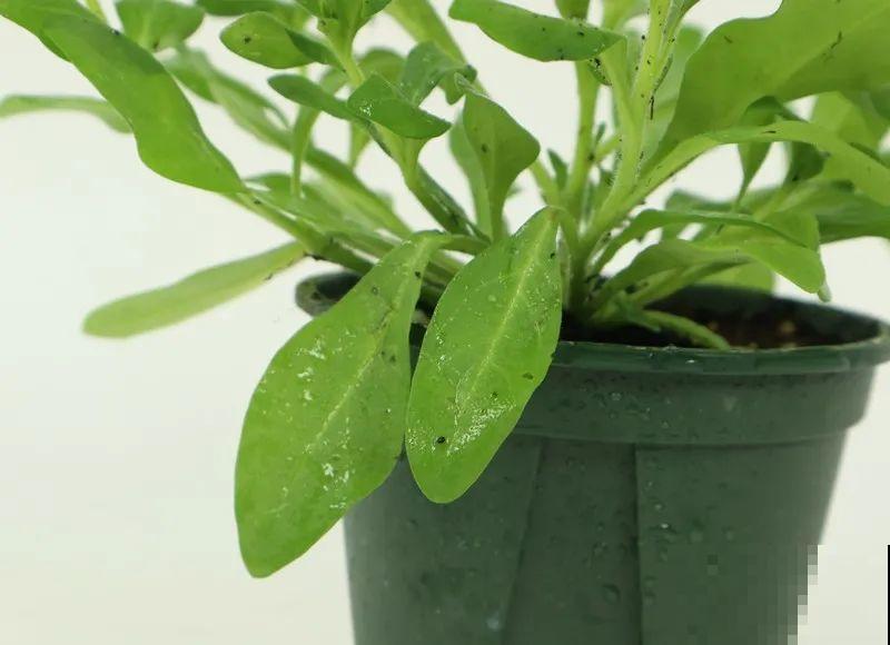 立秋后就养它，下个月爆盆，开花5、6次！