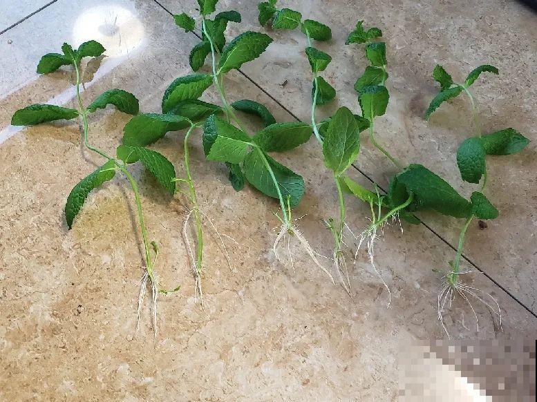 扦插这些花,只需摘几片叶子,生根太容易! 扦插这些花,只需摘几片叶子,生根太容易!