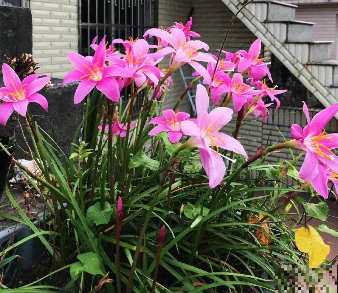 11种花,下个月就开花,现在养护是关键! 11种花,下个月就开花,现在养护是关键!