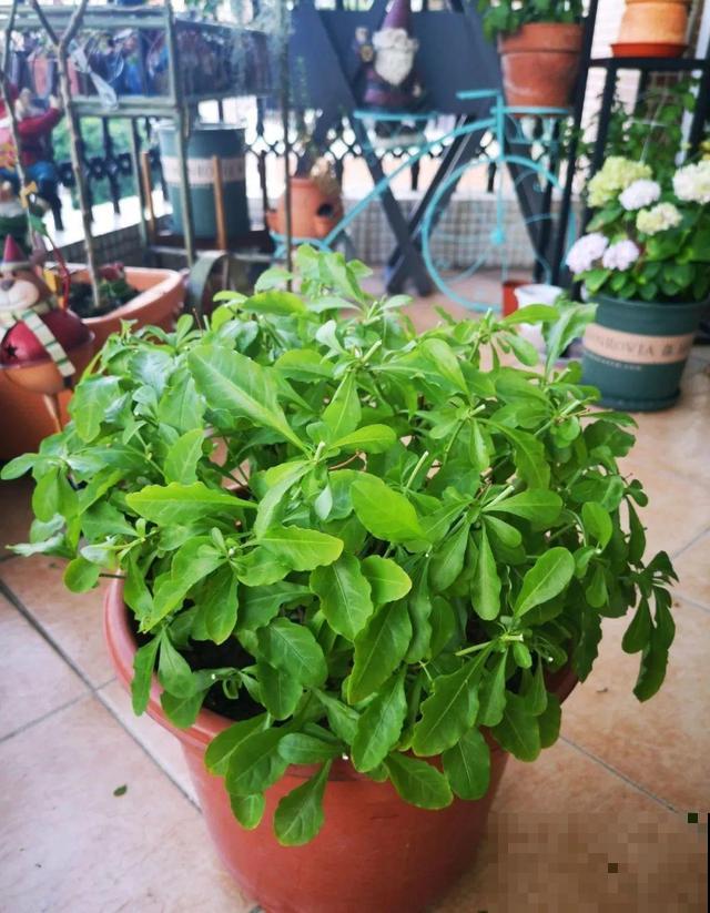 8种花要舍得掐,才能越长越旺盛 8种花要舍得掐,才能越长越旺盛