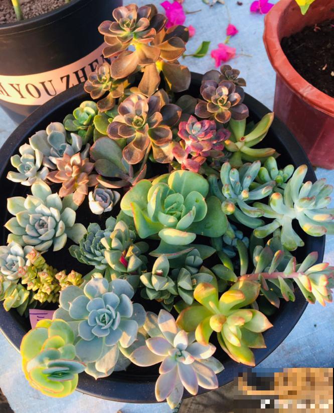 多肉叶插方法详解,一片叶子,就能让你变大户! 多肉叶插方法详解,一片叶子,就能让你变大户!