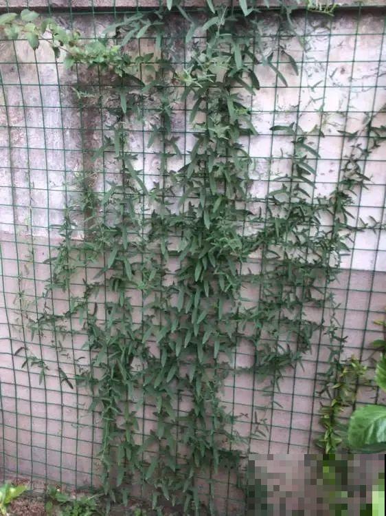 这花太好养,-40℃冻不死,1年能长6米! 这花太好养,-40℃冻不死,1年能长6米!