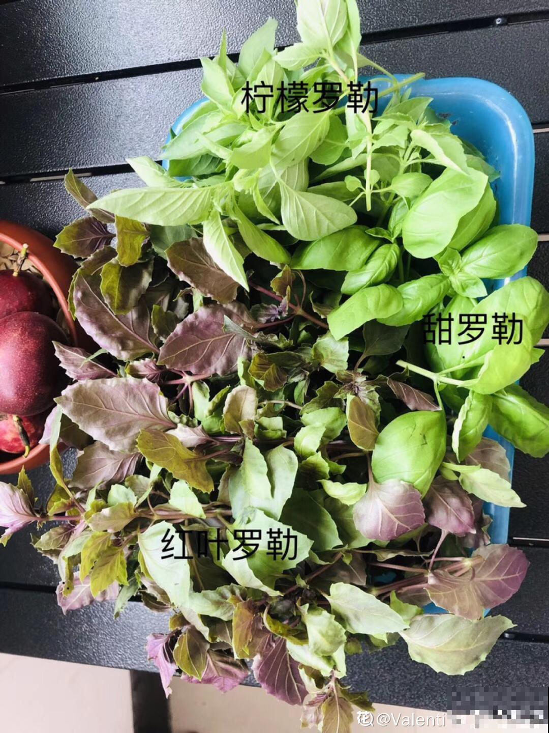 9种花最适合养厨房,去腻吸油烟,香味满屋子! 9种花最适合养厨房,去腻吸油烟,香味满屋子!