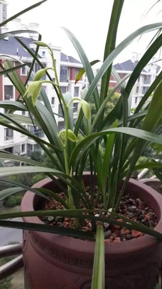 龟背竹长出长鞭子，连着茎一块砍下来，种土里就能活