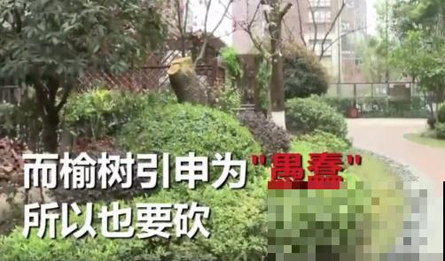 白色蜀葵竟被拦腰折断,说是因为颜色不吉利,真无语! 白色蜀葵竟被拦腰折断,说是因为颜色不吉利,真无语!