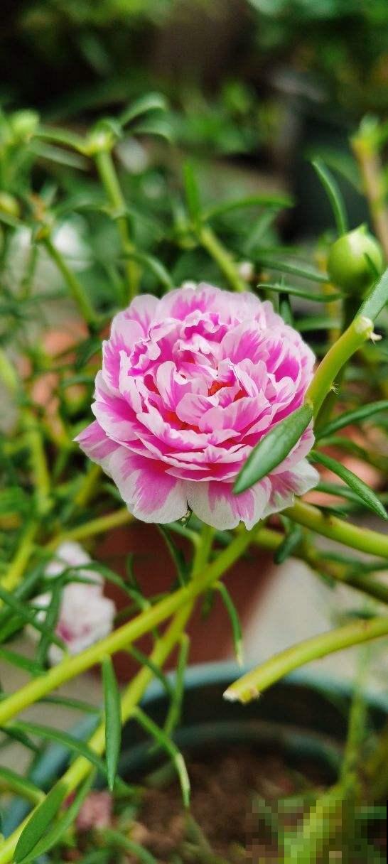 养花形成的8个习惯,听说超级准,你中了几条? 养花形成的8个习惯,听说超级准,你中了几条?