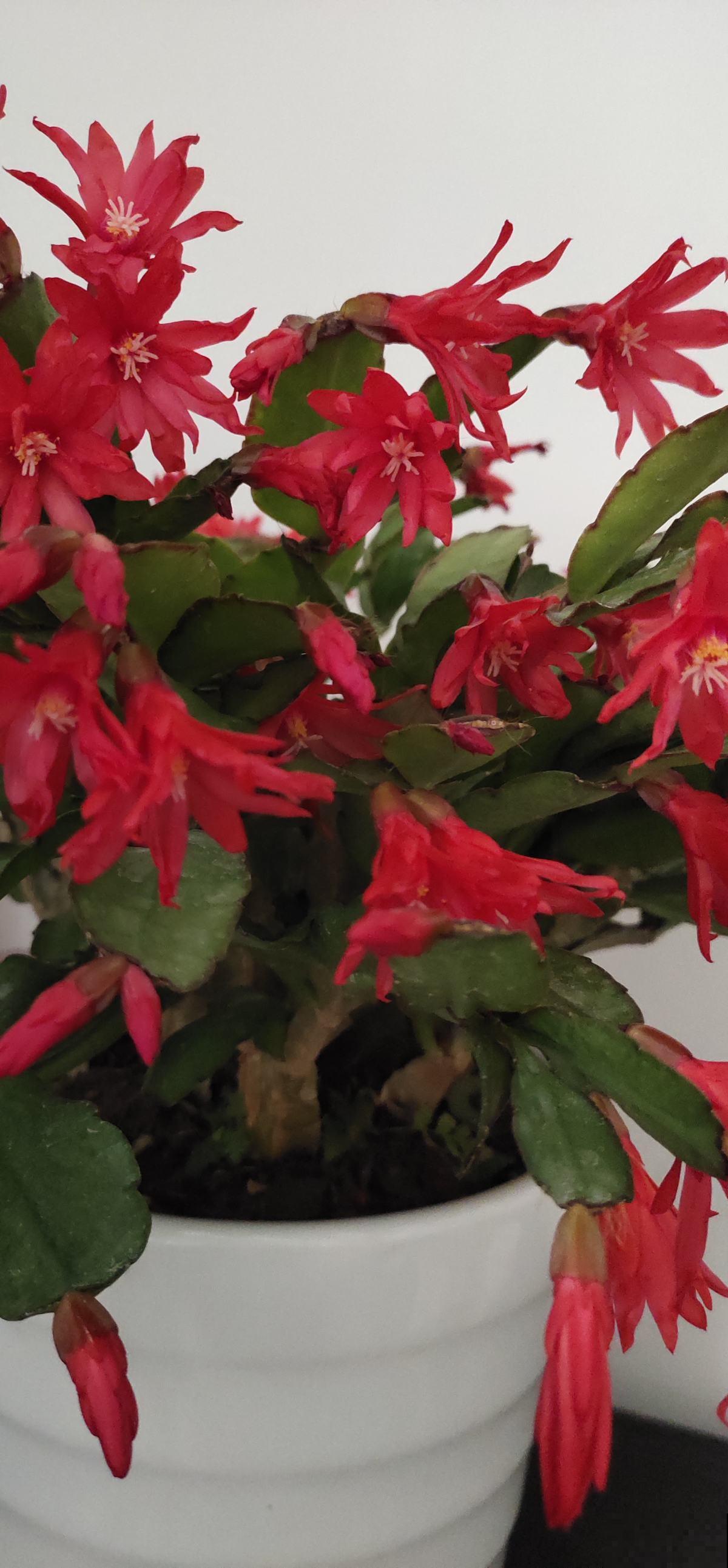 秋季养花大合集，30种花，你想要的我全有！