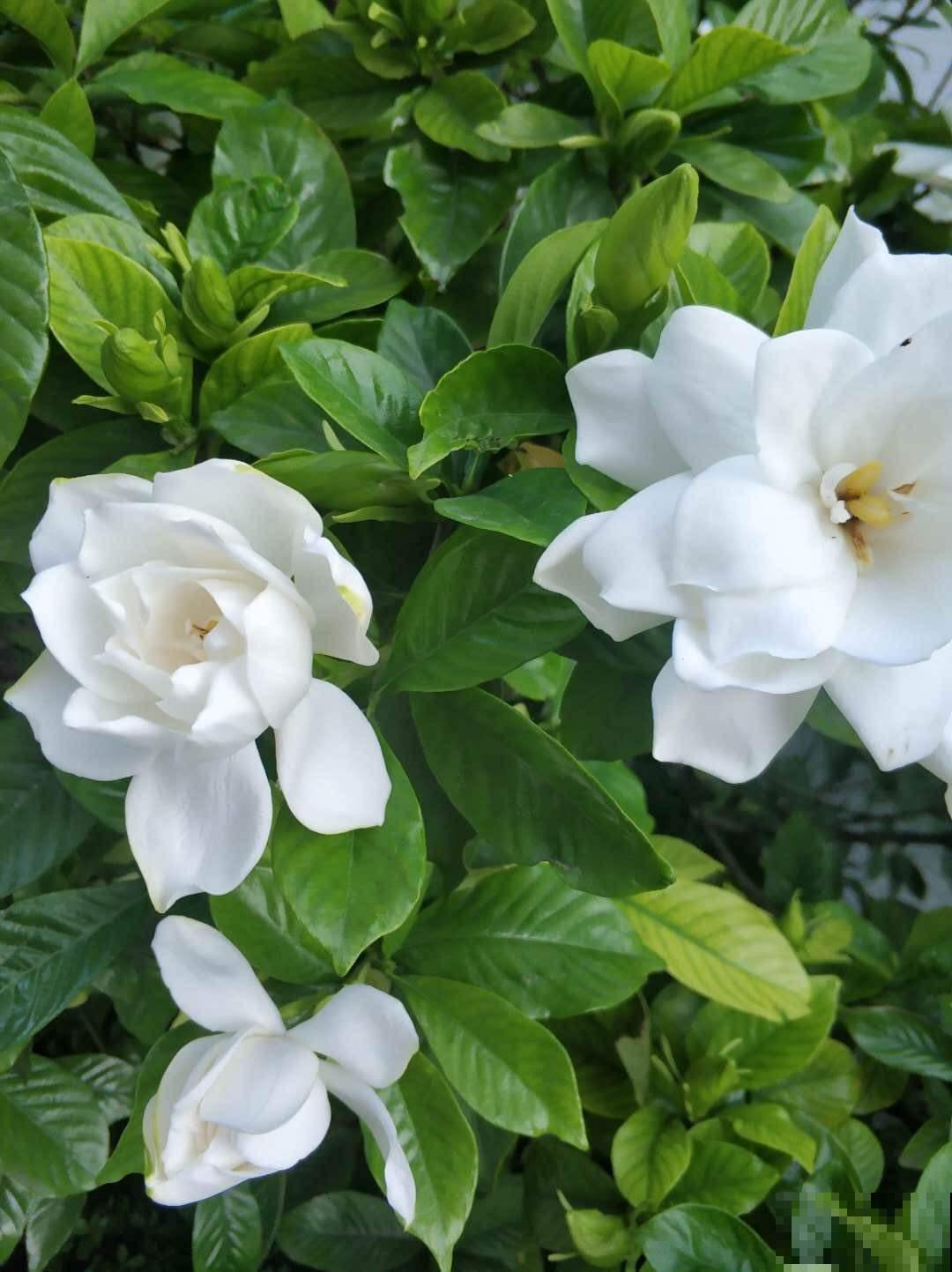 七夕快到了,植物也会秀恩爱?这波狗粮不能忍! 七夕快到了,植物也会秀恩爱?这波狗粮不能忍!