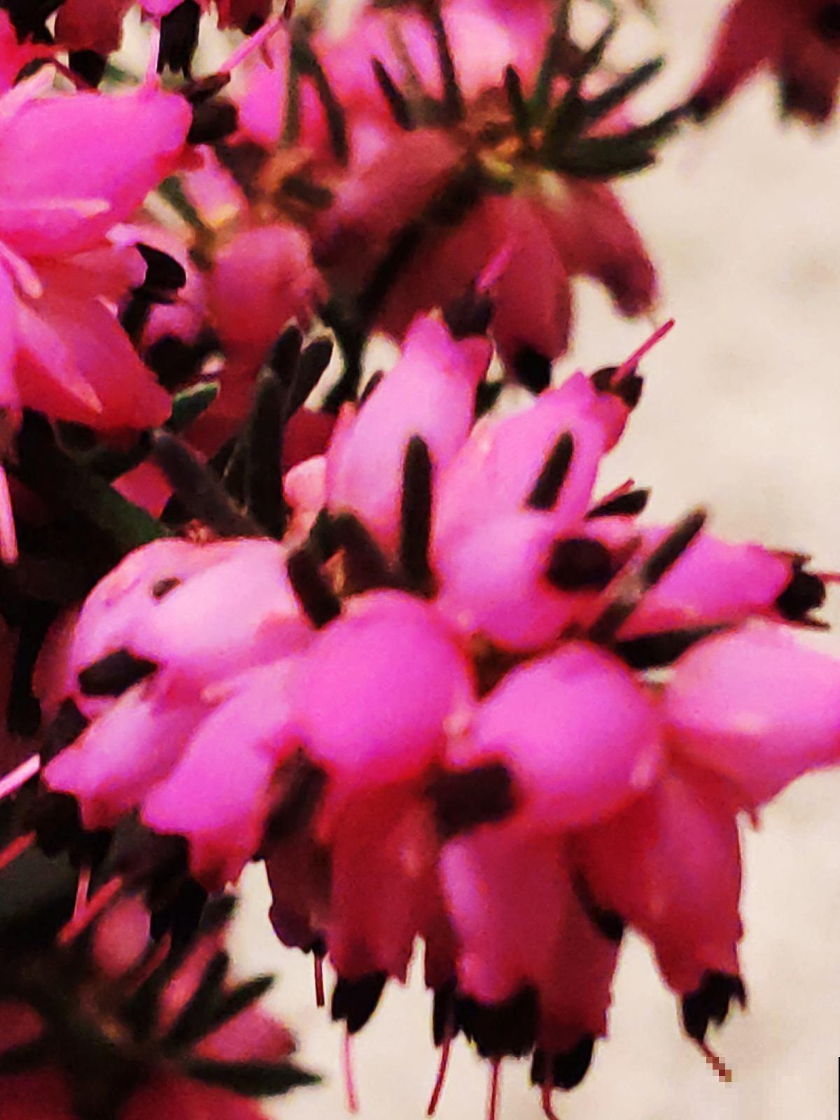 欧石楠，好看到窒息，密集恐惧症患者慎入！