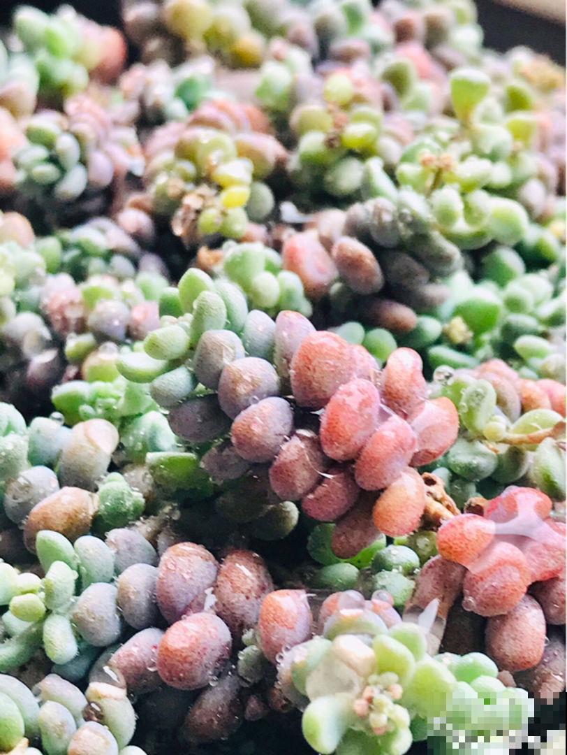 9月份逛花市,10块钱就能入手的花,赶紧养起来吧 9月份逛花市,10块钱就能入手的花,赶紧养起来吧