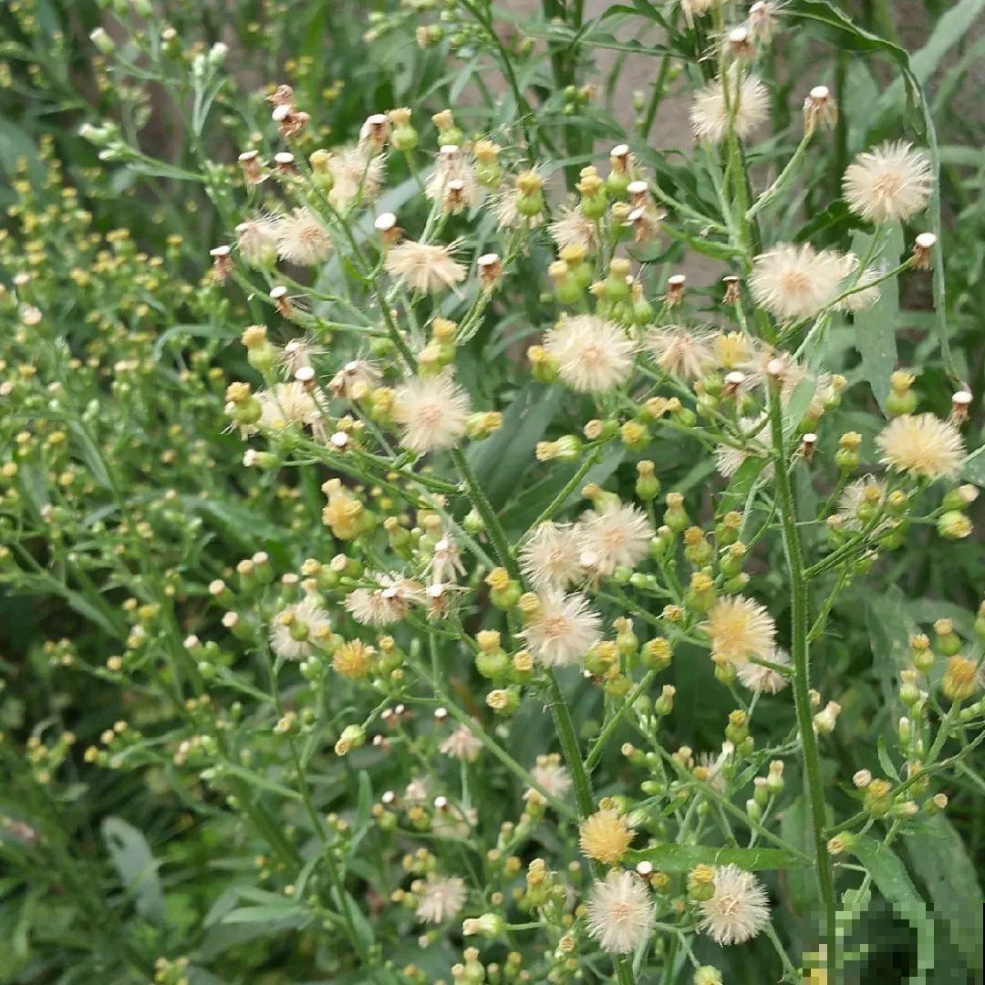 38种入侵植物,全村出来挖,挖完又长一大片 38种入侵植物,全村出来挖,挖完又长一大片